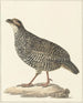 Francolin de Chine Excalfactoria chinensis - Pieter Pietersz. Barbiers — näkymä teoksesta
