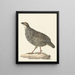 Francolin de Chine Excalfactoria chinensis - Pieter Pietersz. Barbiers — kehystetty taideteos seinällä