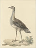 Denhams piège Neotis denhami - Pieter Pietersz. Barbiers — näkymä teoksesta