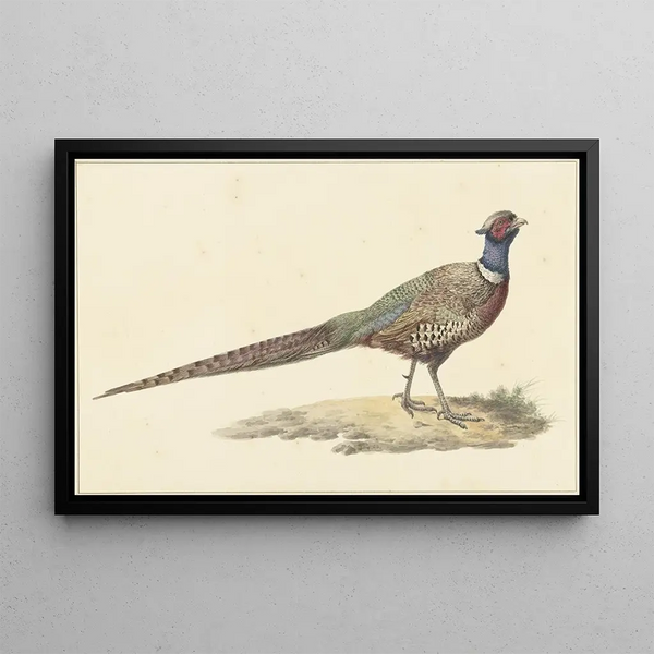 Pieter Pietersz Barbiers - Fazant.webp
