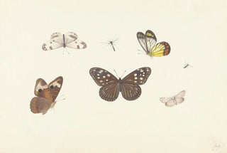 Pieter Withoos - Blad met vijf vlinders en twee vliegen.webp