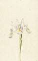 Valkoinen iiris - Pieter Withoos — näkymä teoksesta