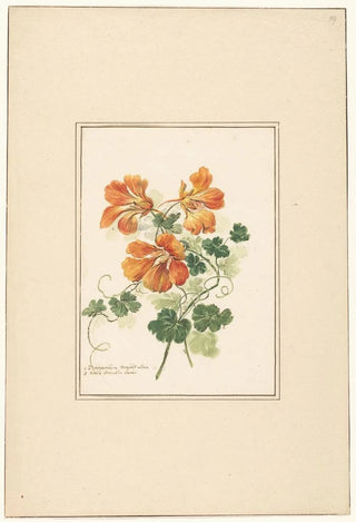 Pieter van Loo - Takken van een Tropaeolum en een viooltje.webp