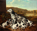 Dalmatian koirasta ja pennuista - Pieter van der Hulst — näkymä teoksesta