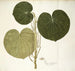Piper umbellatum - Nikolaus Joseph Freiherr von Jacquin — näkymä teoksesta