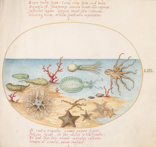 Plaque 53 Concombres de mer, Corail, Pieuvre, Étoile de mer, Calmar et Autres Créatures Maritimes - Joris Hoefnagel