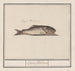 Poisson inconnu Lupus flandricus - Anselmus Botius de Boodt — näkymä teoksesta