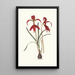 Amaryllis Formosissima - Priscilla Susan Bury — kehystetty taideteos seinällä