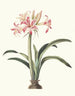 Amaryllis superba vittata - Priscilla Susan Bury — näkymä teoksesta
