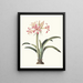Amaryllis superba vittata - Priscilla Susan Bury — kehystetty taideteos seinällä