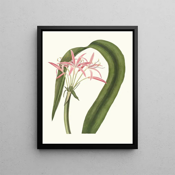 Priscilla Susan Bury - Crinum Cruentum.webp