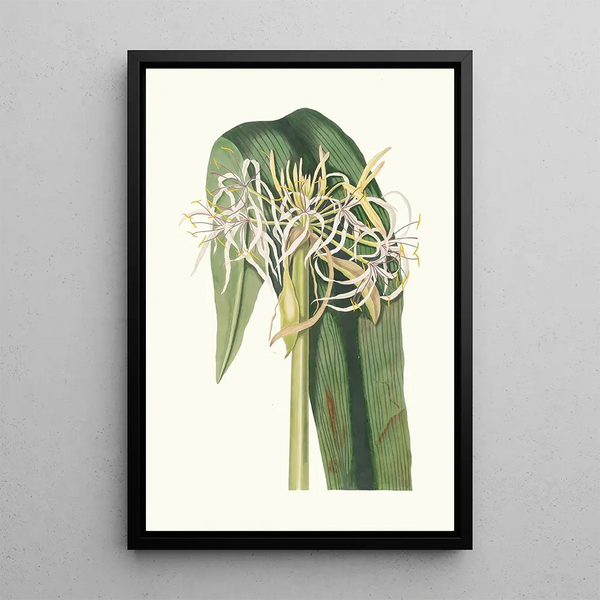 Crinum Declinatum - Priscilla Susan Bury — kehystetty taideteos seinällä