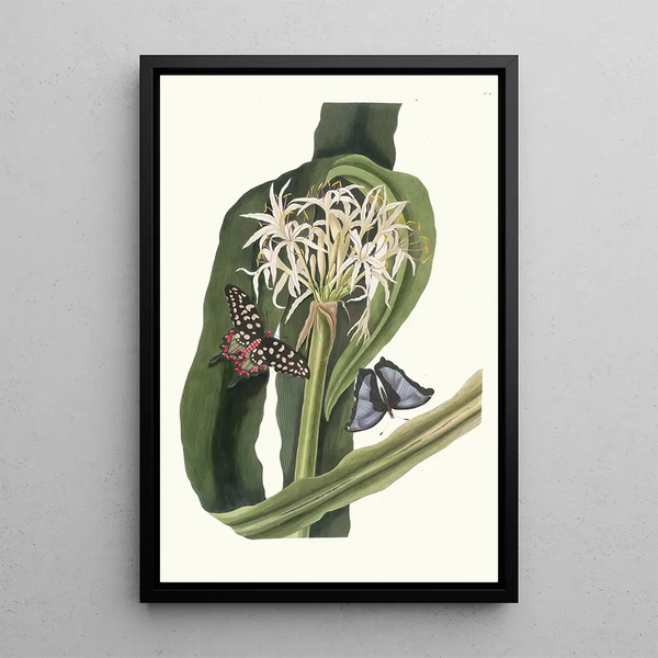 Crinum Pedunculatum Lys de rivière - Priscilla Susan Bury — kehystetty taideteos seinällä