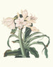 Crinum scabrum - Priscilla Susan Bury — näkymä teoksesta