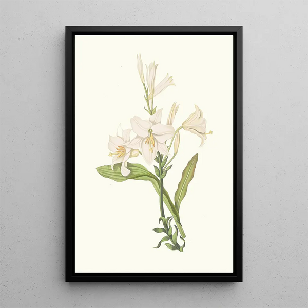 Lilium Candidum - Priscilla Susan Bury — kehystetty taideteos seinällä