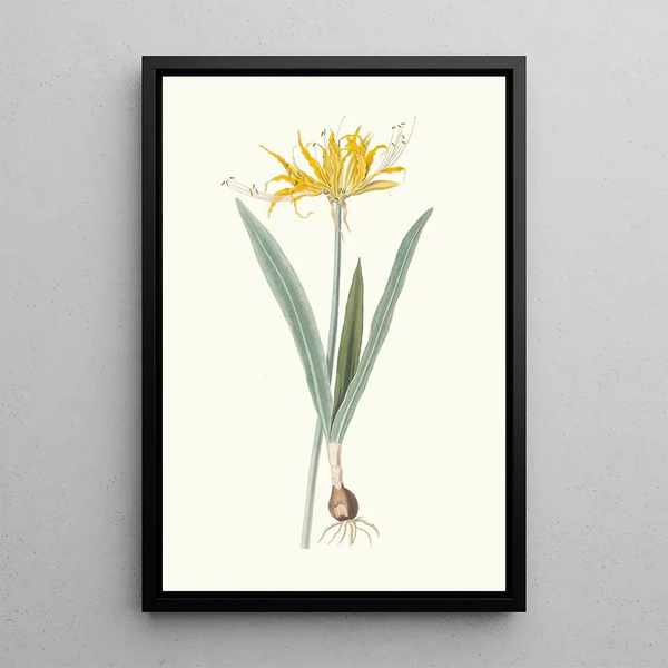 Nerine Aurea - Priscilla Susan Bury — kehystetty taideteos seinällä