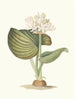 Pancratium amboinense - Priscilla Susan Bury — näkymä teoksesta