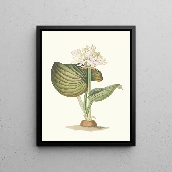 Priscilla Susan Bury - Pancratium Amboinense.webp