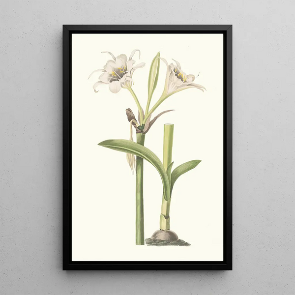 Pancratium Calathinum - Priscilla Susan Bury — kehystetty taideteos seinällä