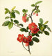 Pyrus japonica coing japonais - Mary Lawrance — näkymä teoksesta