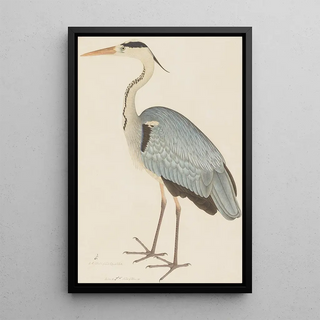 Ram Das - Grey Heron.webp