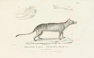 RenPrimevre Lesson - Centurie zoologique Pl02.webp