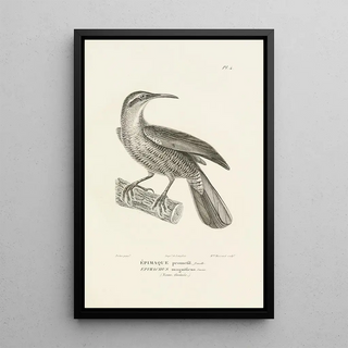 RenPrimevre Lesson - Centurie zoologique Pl04.webp