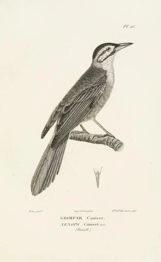 RenPrimevre Lesson - Centurie zoologique Pl16.webp