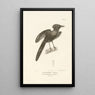 RenPrimevre Lesson - Centurie zoologique Pl19.webp