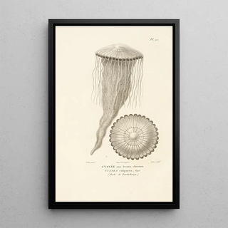 RenPrimevre Lesson - Centurie zoologique Pl20.webp