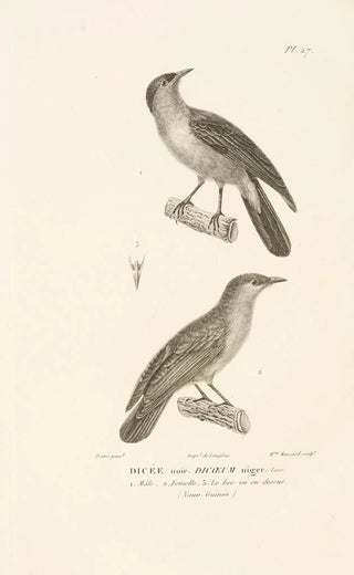 RenPrimevre Lesson - Centurie zoologique Pl27.webp