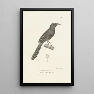 RenPrimevre Lesson - Centurie zoologique Pl30.webp