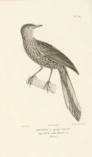 RenPrimevre Lesson - Centurie zoologique Pl36.webp