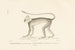 Centurie Zoologique - PL40 - René Primevère Lesson — näkymä teoksesta
