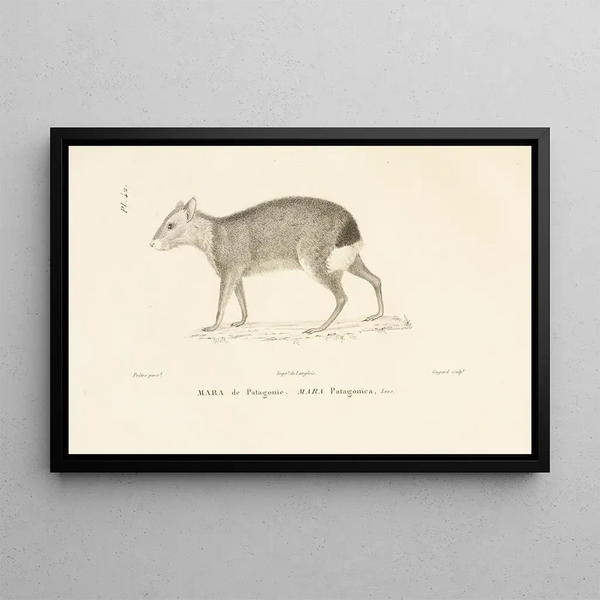 RenPrimevre Lesson - Centurie zoologique Pl42.webp