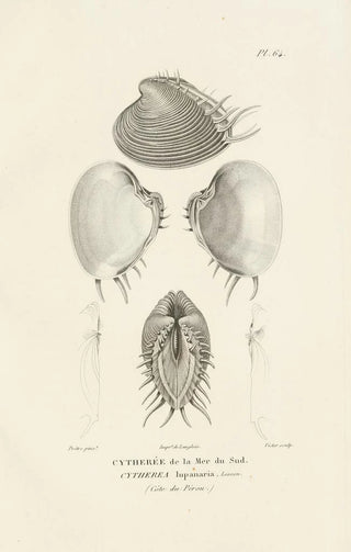 RenPrimevre Lesson - Centurie zoologique Pl63.webp