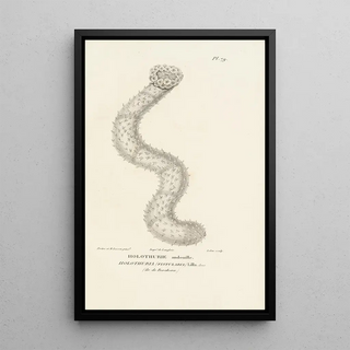 RenPrimevre Lesson - Centurie zoologique Pl78.webp