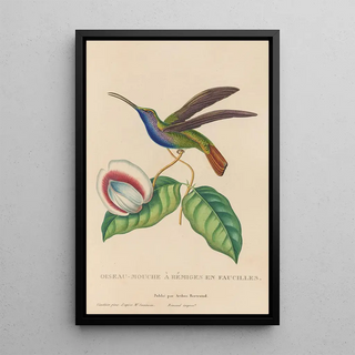 RenPrimevre Lesson - Histoire naturelle des oiseauxmouches Pl36.webp