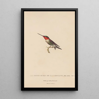 RenPrimevre Lesson - Histoire naturelle des oiseauxmouches Pl48.webp