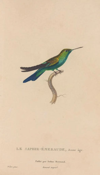 RenPrimevre Lesson - Histoire naturelle des oiseauxmouches Pl51.webp