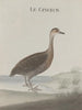 Histoire naturelle de Saint-Domingue Pl032 - René de Rabi — näkymä teoksesta