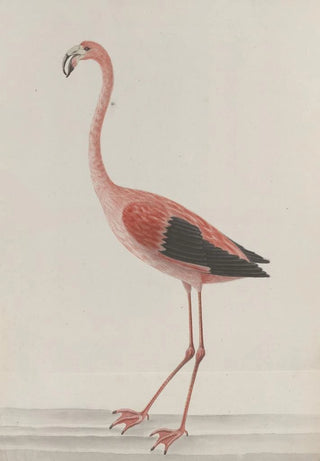 Ren de Rabi - Natural history of Saint Domingue Pl034.webp