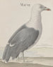 Histoire naturelle de Saint-Domingue Pl037 - René de Rabi — näkymä teoksesta