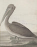 Histoire naturelle de Saint-Domingue Pl040 - René de Rabi — näkymä teoksesta