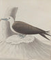 Histoire naturelle de Saint-Domingue Pl041 - René de Rabi — näkymä teoksesta