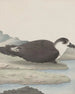 Histoire naturelle de Saint-Domingue Pl042 - René de Rabi — näkymä teoksesta