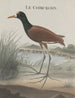 Histoire naturelle de Saint-Domingue Pl044 - René de Rabi — näkymä teoksesta