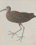 Histoire naturelle de Saint-Domingue Pl045 - René de Rabi — näkymä teoksesta