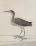 Histoire naturelle de Saint-Domingue Pl046 - René de Rabi — näkymä teoksesta