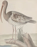 Histoire naturelle de Saint-Domingue Pl047 - René de Rabi — näkymä teoksesta